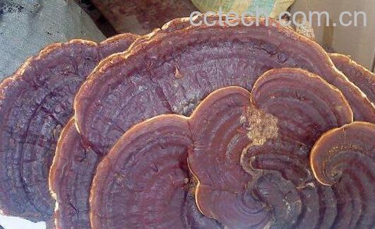 无柄灵芝和灵芝的区别 吃灵芝的好处-0