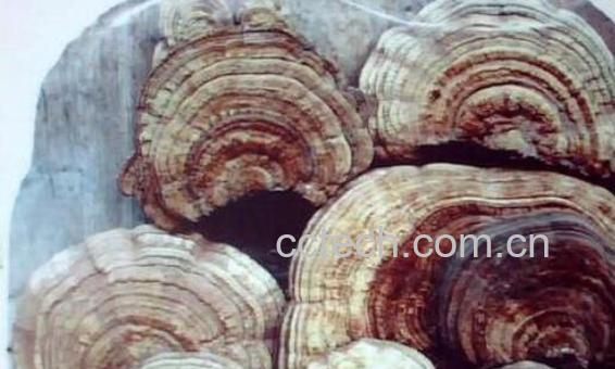 无柄灵芝的功效与作用及药用价值-1