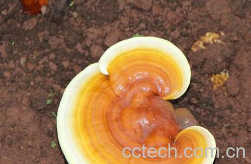 白灵芝的功效与作用 白灵芝鉴别-1