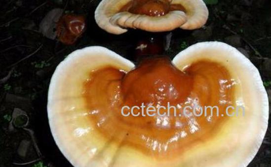 白灵芝的功效与作用 白灵芝鉴别-0