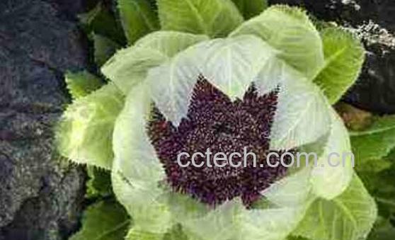 青海雪莲花的作用与功效 青海雪莲花的用途-1