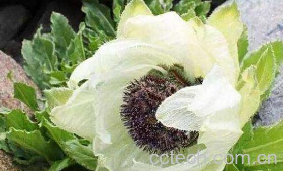 青海雪莲花的作用与功效 青海雪莲花的用途-0