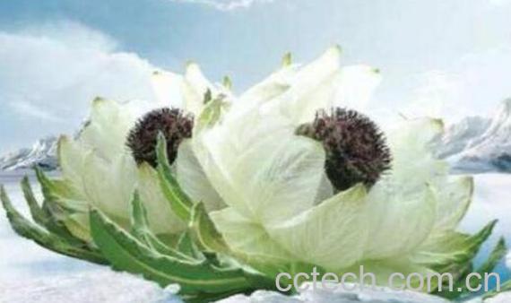 雪棉花的作用与功效-1