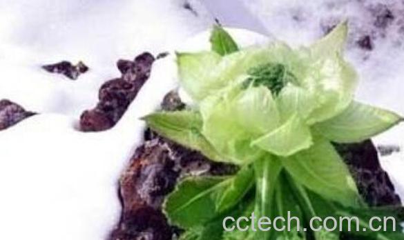 雪棉花的作用与功效 雪棉花的食用方法-0