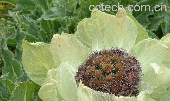 雪棉花的作用与功效 雪棉花的食用方法-1