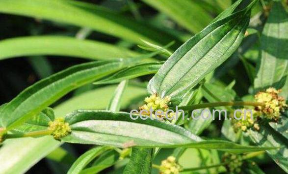 金银花的功效与作用 金银花的副作用与禁忌-1