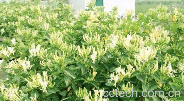 金银花的功效与作用 金银花的副作用与禁忌-0