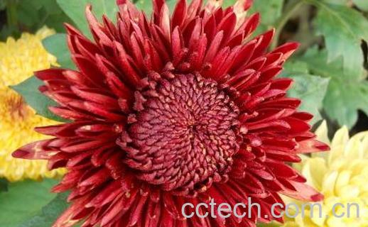 藏红菊花的功效与作用-0