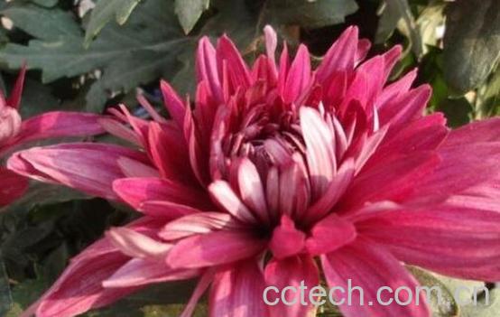 血红菊花的功效与作用-1