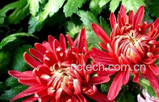 藏红菊花的功效与作用-1