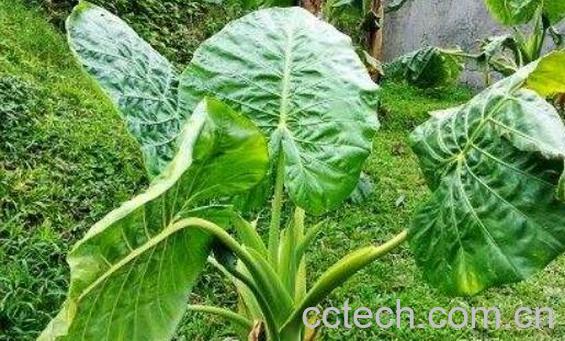 野山芋的功效与作用及药用价值-0