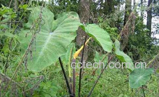 野山芋的功效与作用及药用价值-1