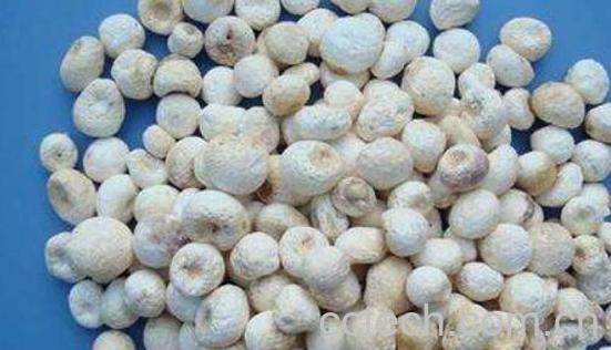 麻芋子的功效与作用-0