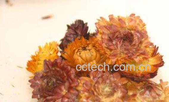 藏菊花的功效与作用 藏菊花的禁忌-0