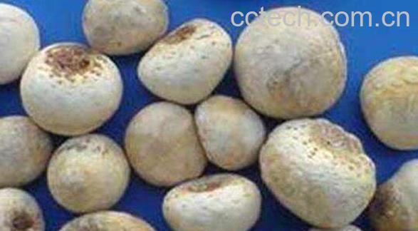 麻芋子的功效与作用-1