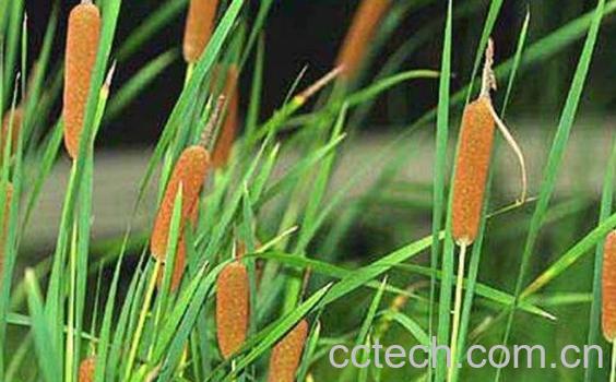 香蒲的功效与作用及禁忌-0