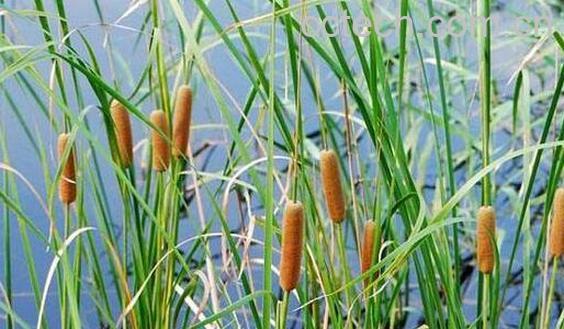 香蒲的功效与作用及禁忌-1