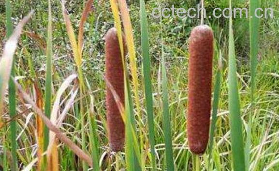 东方香蒲的功效与作用-1