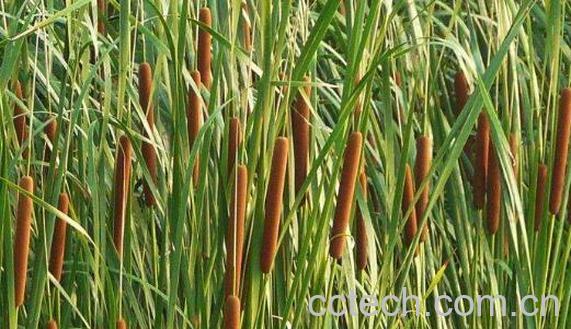 东方香蒲的功效与作用-0