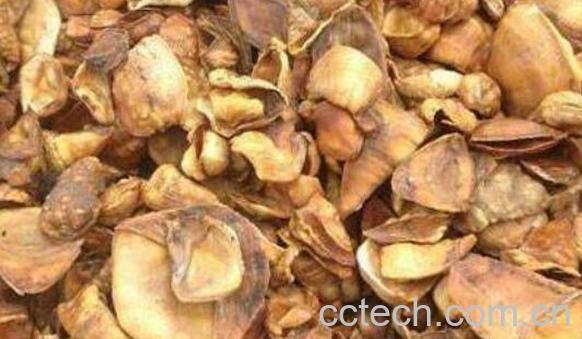 炮山甲的功效与作用-0