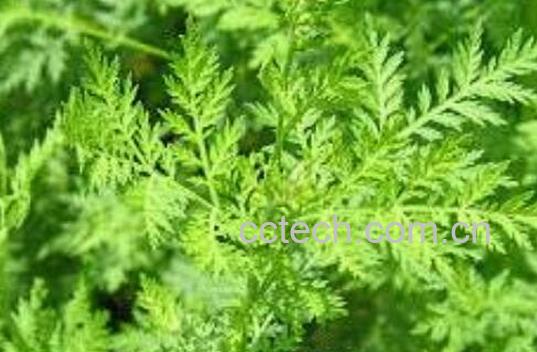 屠呦呦青蒿素的功效与作用-1