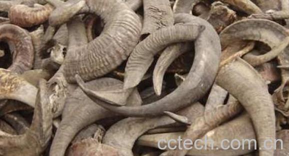 水牛角的功效与作用及药用价值-1