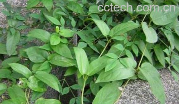 鸡屎藤的功效与作用及副作用-1