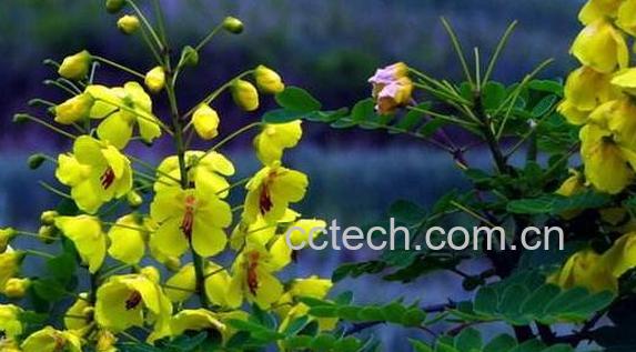 云实花的药用价值 云实花的功效与作用-0