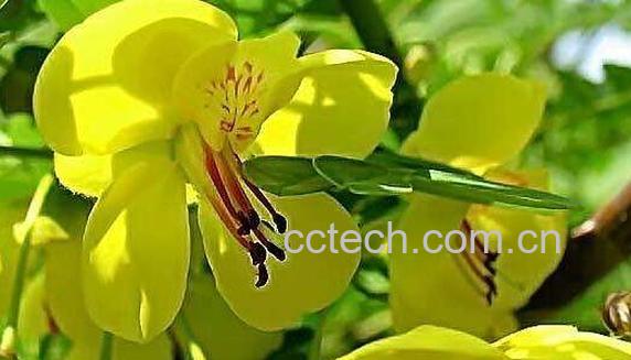 云实花的药用价值 云实花的功效与作用-1