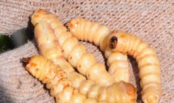 云实蛀虫的功效与作用有哪些-1