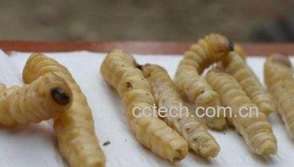 云实蛀虫的功效与作用有哪些-0