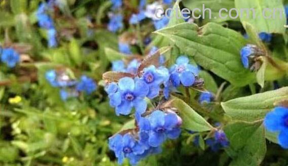 紫草的功效与作用及禁忌-1