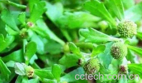 鹅不食草的功效与作用 鹅不食草的药用价值-0