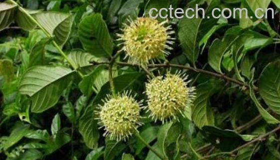 钩藤根的功效与作用及禁忌-0