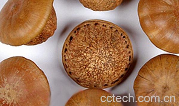 果蔬百科壮阳果-0