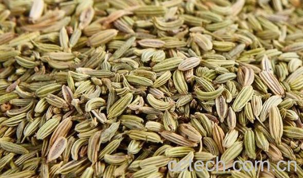 茴香籽水的功效与作用-1