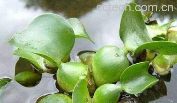 水葫芦的危害与作用 水葫芦的好处-0