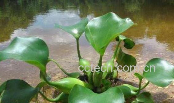 水葫芦的危害与作用 水葫芦的好处-1