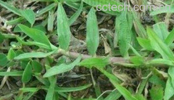 竹含草的功效与作用-1