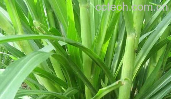 竹含草的功效与作用-0