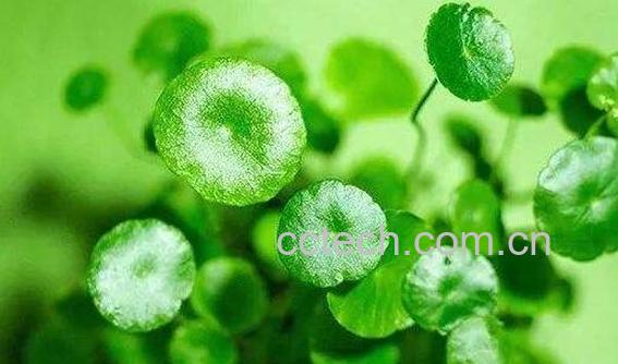 积雪草有哪些吃法 积雪草的副作用-0