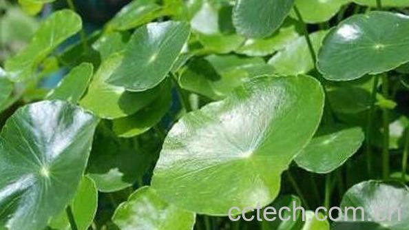 积雪草有哪些吃法 积雪草的副作用-1