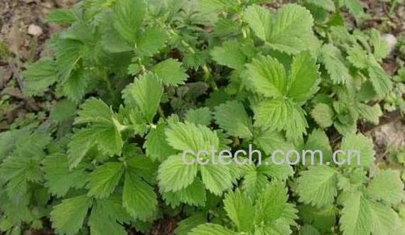 仙鹤草的功效与作用 仙鹤草的副作用与禁忌-1