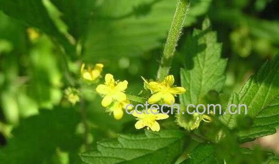 仙鹤草的功效与作用 仙鹤草的副作用与禁忌-0