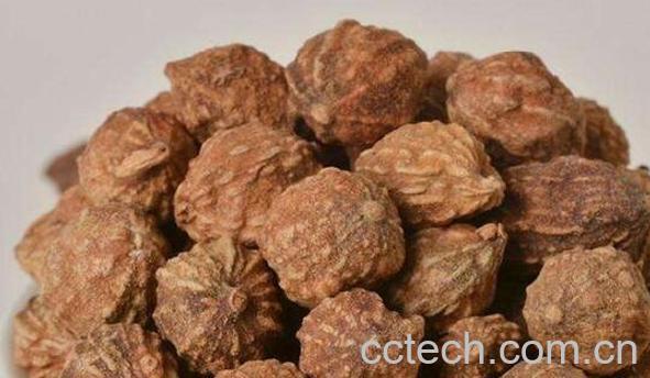 益智仁的功效与作用及副作用-1