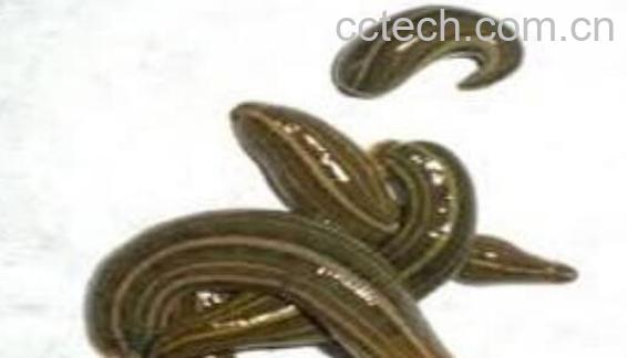 水蛭的功效与作用及禁忌-1