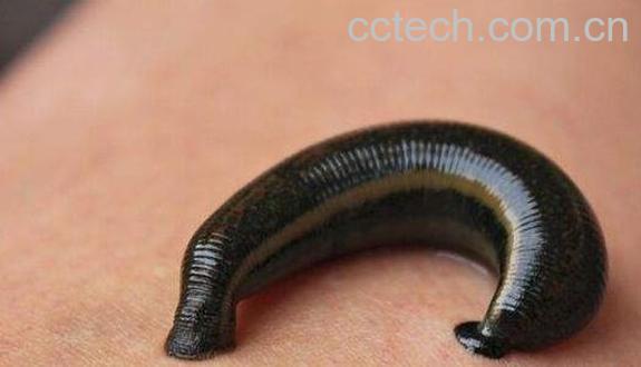 水蛭的功效与作用及禁忌-0