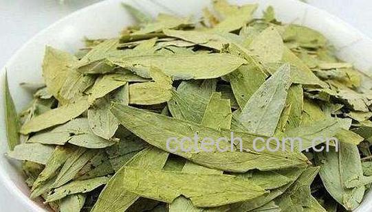 番泻叶的功效与作用及副作用-0