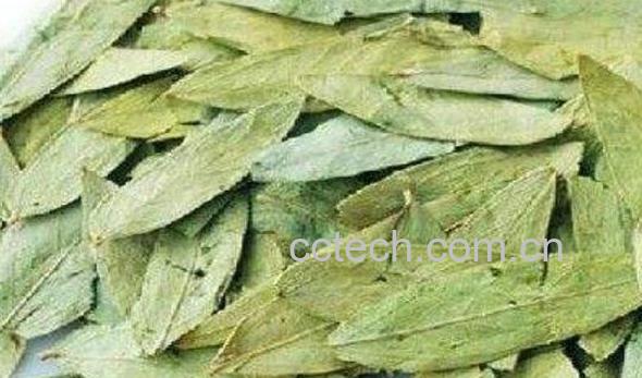 番泻叶的功效与作用及副作用-1