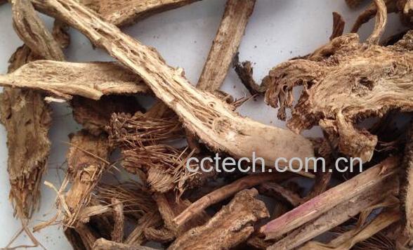 红花前胡的功效与作用-0